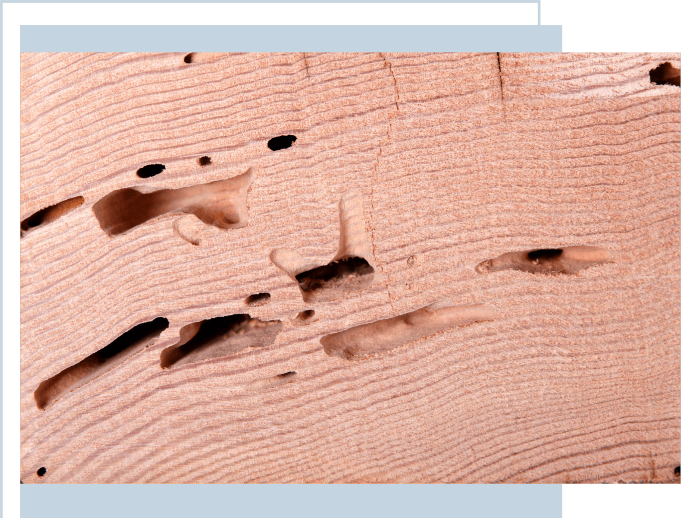 Powder Post Beetle Exterminator Aero Pest Control