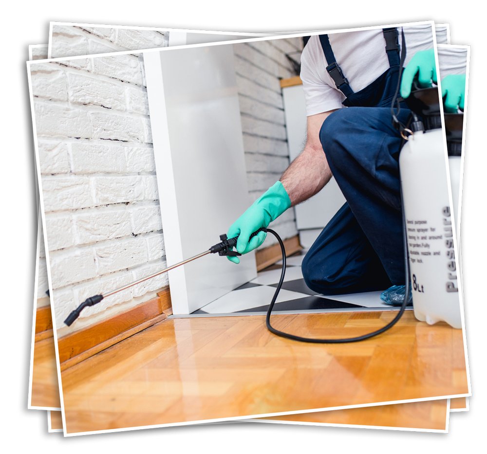 Pest Control Company Savannah, GA Johnson Exterminating Inc.