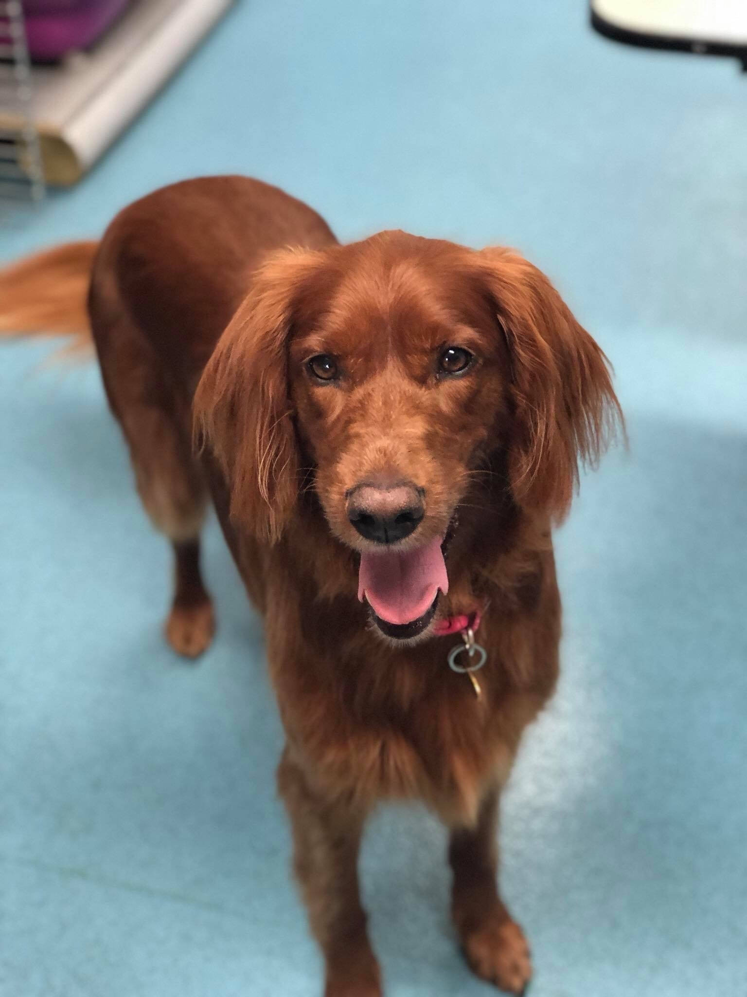 House Pets Spa Dog & Cat grooming in Corby