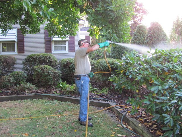 Tree Service Contractor Windsor Locks, CT Evergreen