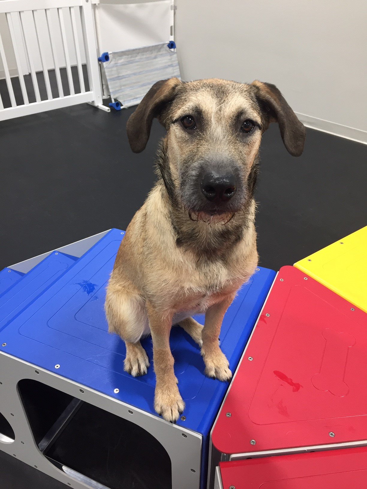 Dog Daycare Bryan & College Station, TX America's Country Store