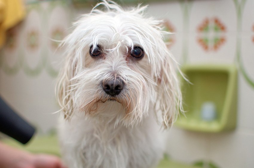 Dog Grooming & Nutrition Salisbury The Dog House