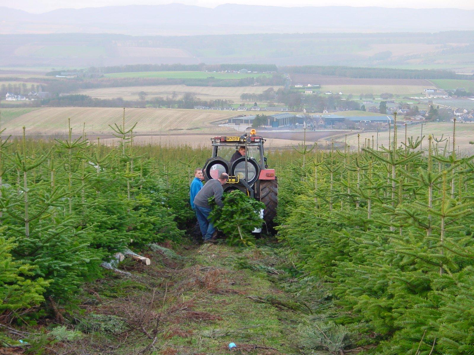 Christmas trees grown in Scotland and marketed nationwide