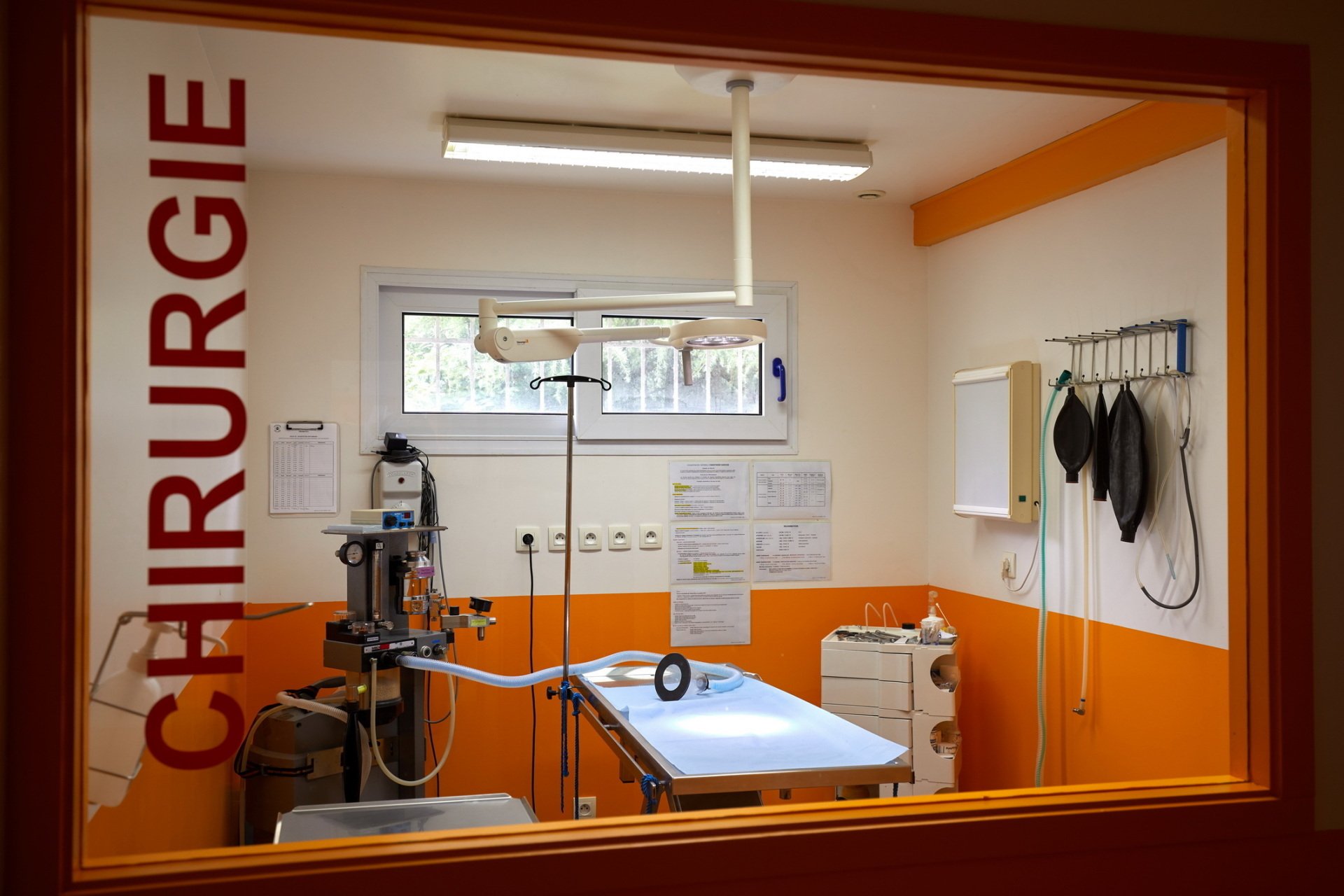 Vétérinaires du Val d'Anglin pour chien, chat, NAC, chevaux et animaux