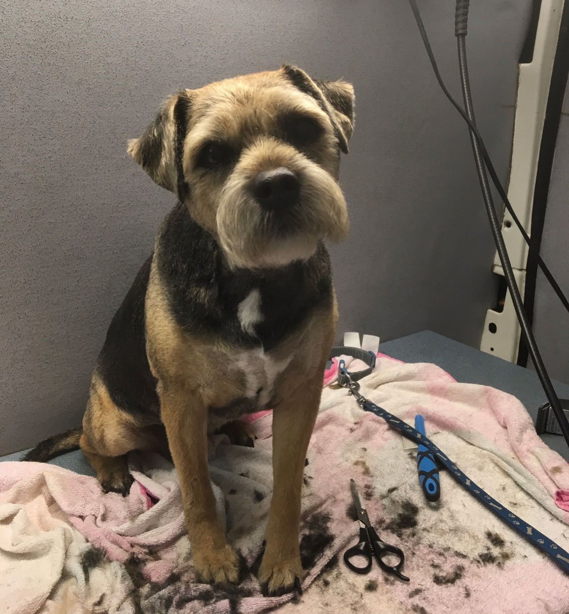 Mobile Dog Grooming Birmingham Premier Dog Wash