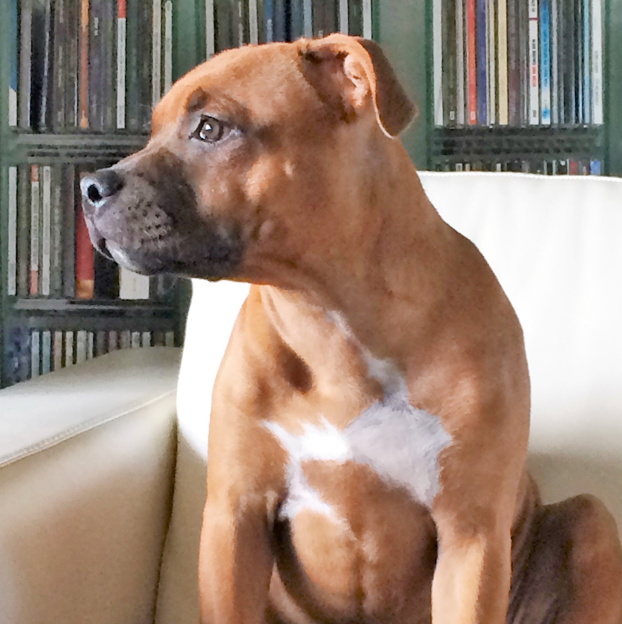 Care for your beloved pet in Maidenhead