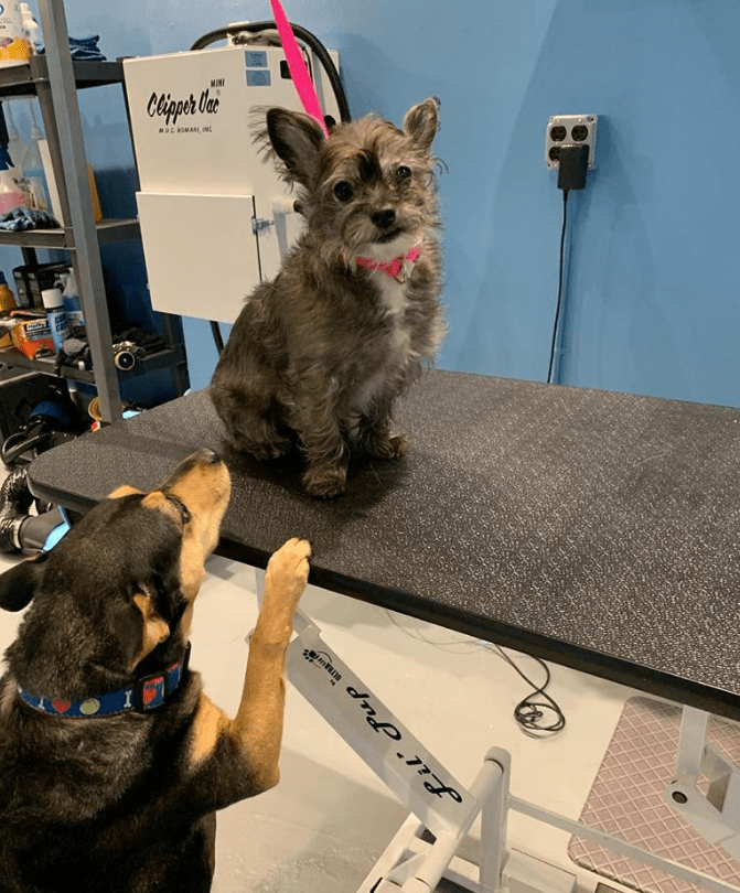 Dog & Cat Grooming Chicago, IL Ravenswoof Pet Grooming
