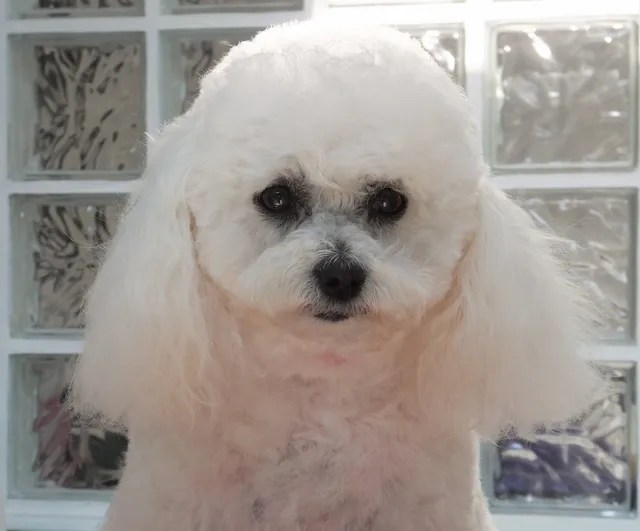 Scruffy to Fluffy dog grooming specialists in Clanfield