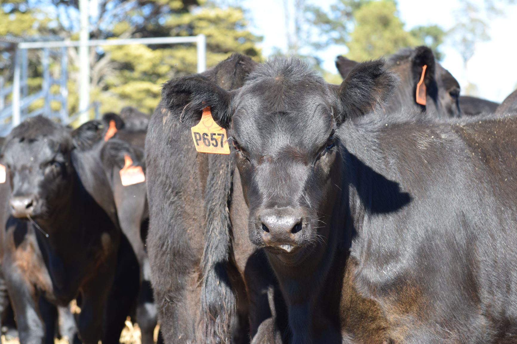 Bald Blair Angus commercial heifers for sale