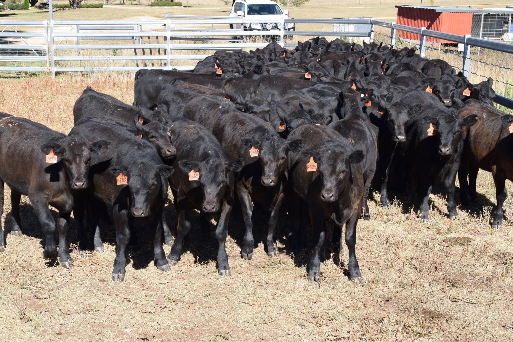 Bald Blair Angus commercial heifers for sale