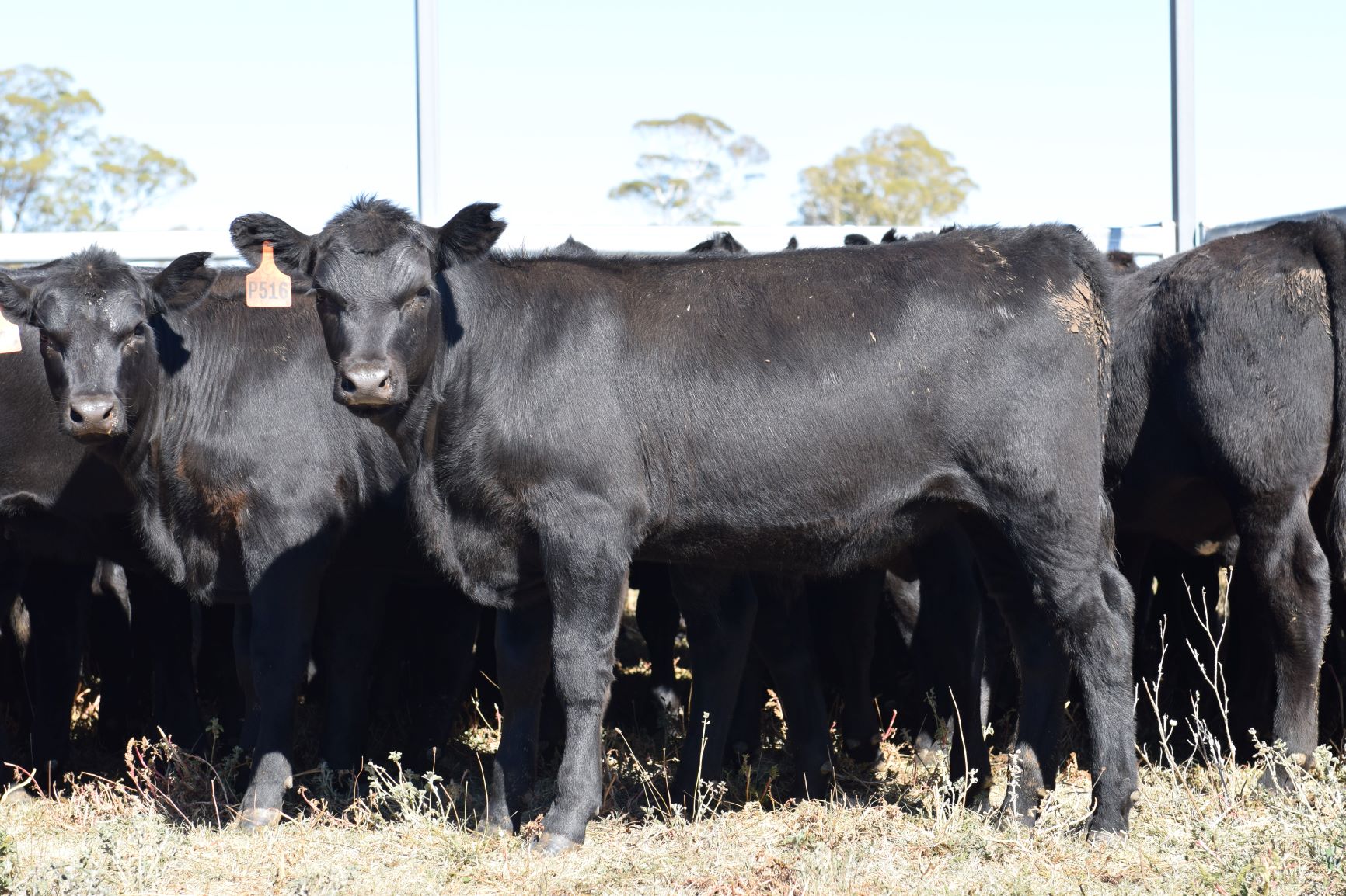 Bald Blair Angus commercial heifers for sale