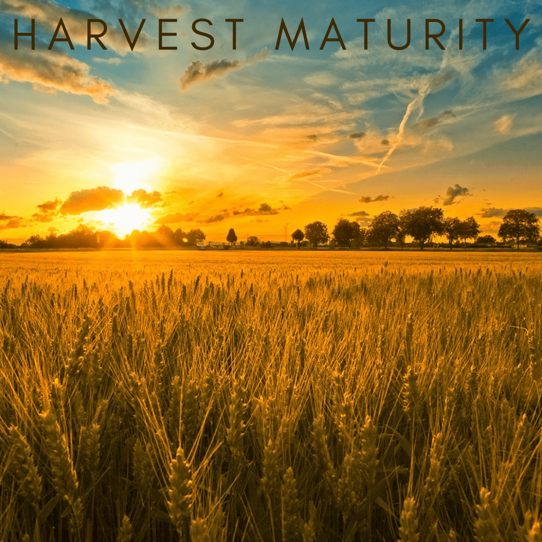 Harvest Maturity