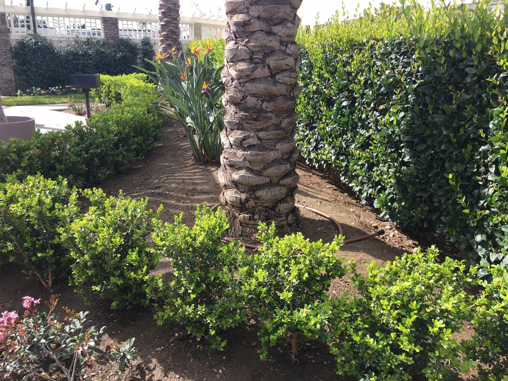 Americana Apartments