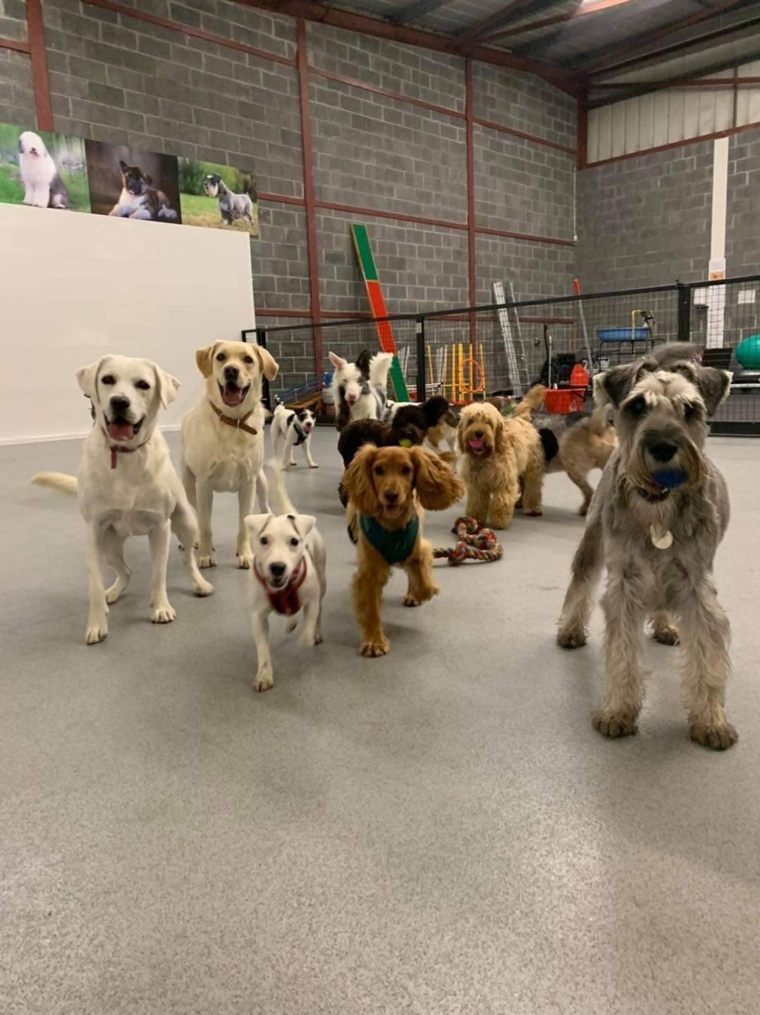 Dog sitting services The Doghouse Daycare And Grooming