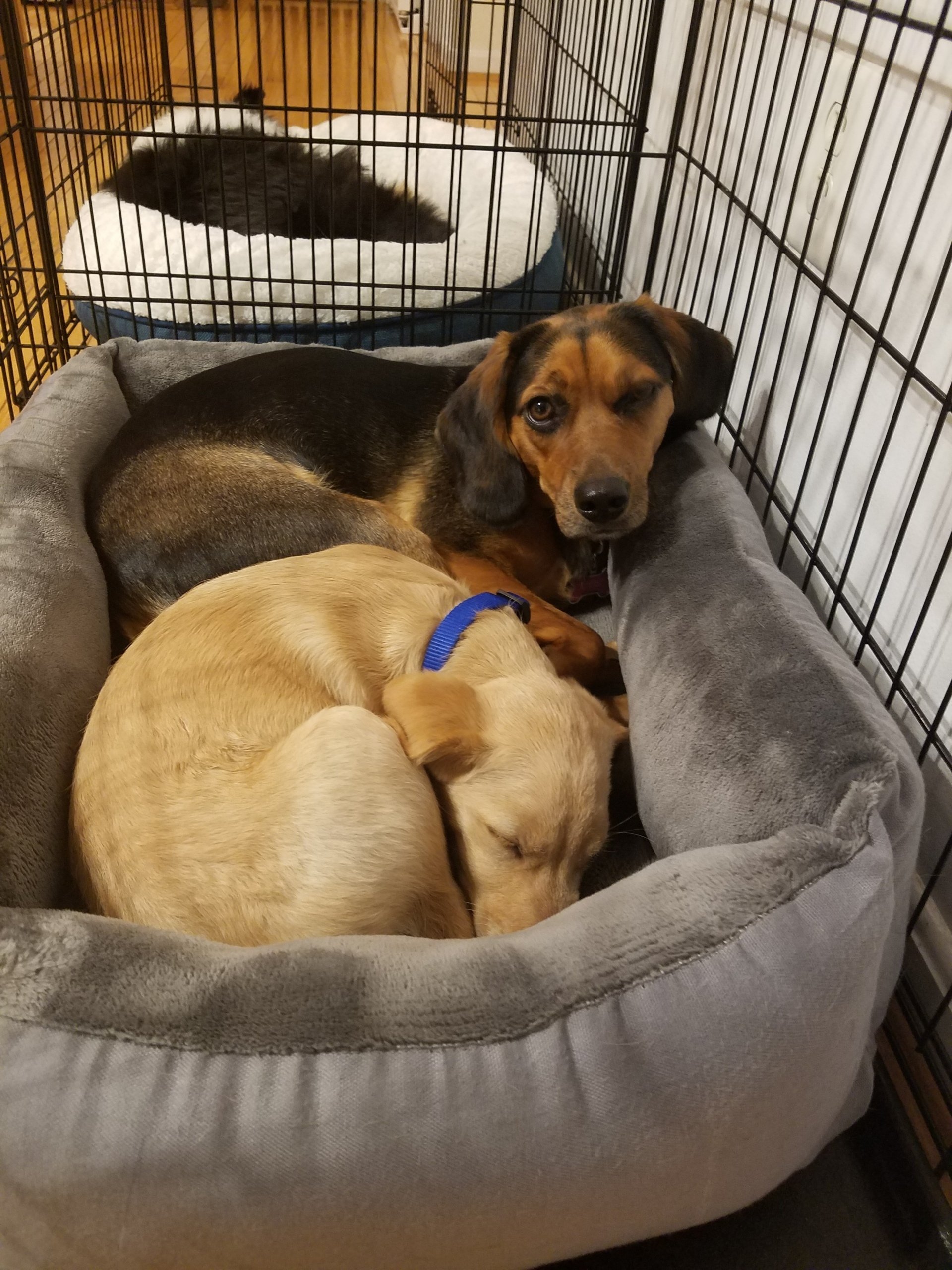 Animal Rescue Cincinnati, OH Animal House