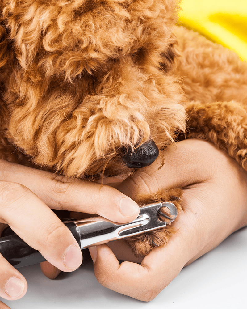 Dog & Cat Hair Cuts Apache Junction, AZ Dashing Groomer