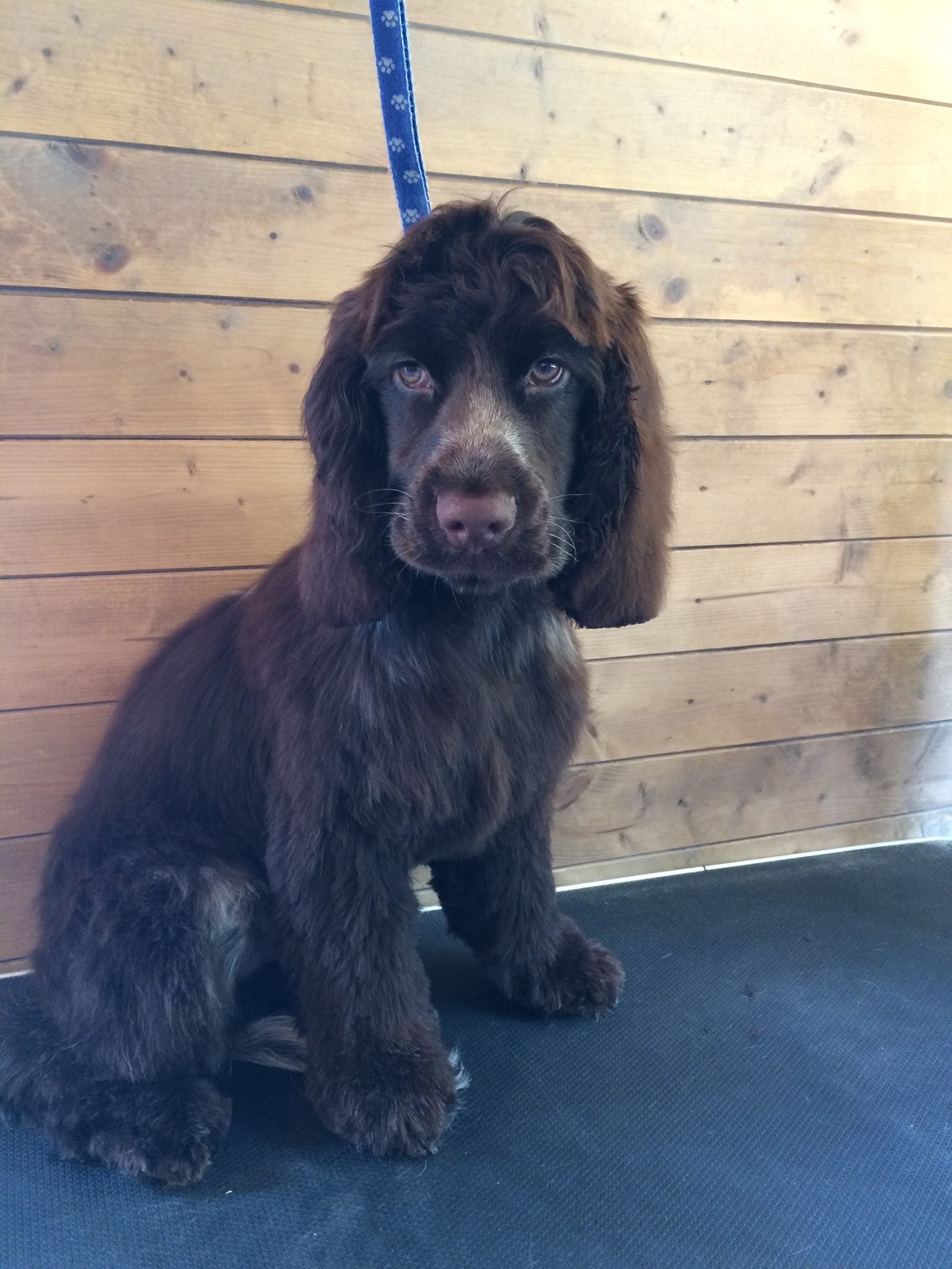 Expert puppy grooming service in Camberley