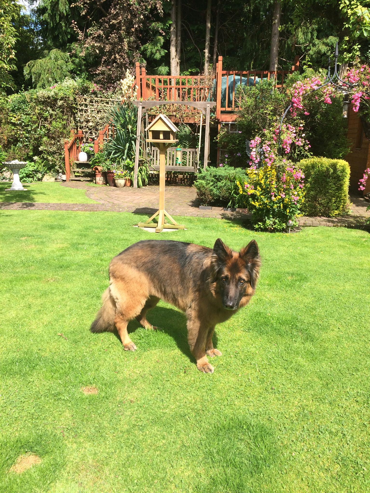 Expert puppy grooming service in Camberley