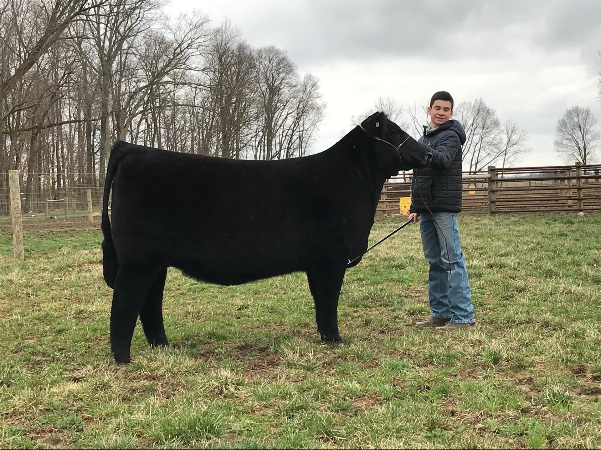 Show Steers, Show Heifers Shane Show Cattle, OH