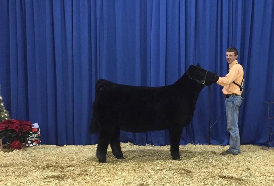 Show Steers, Show Heifers Shane Show Cattle, OH