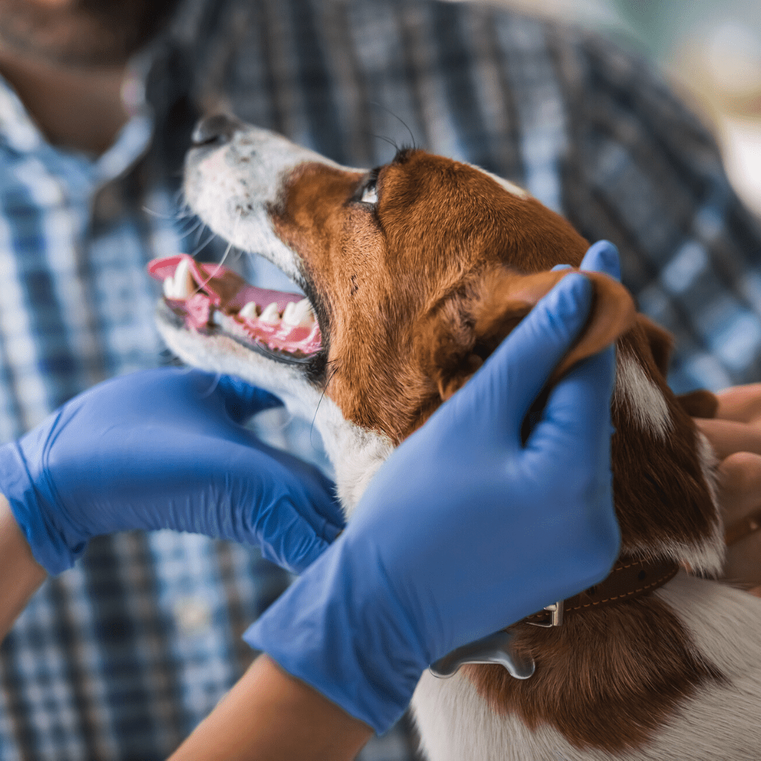 Our Services University Animal Hospital Greensboro, NC