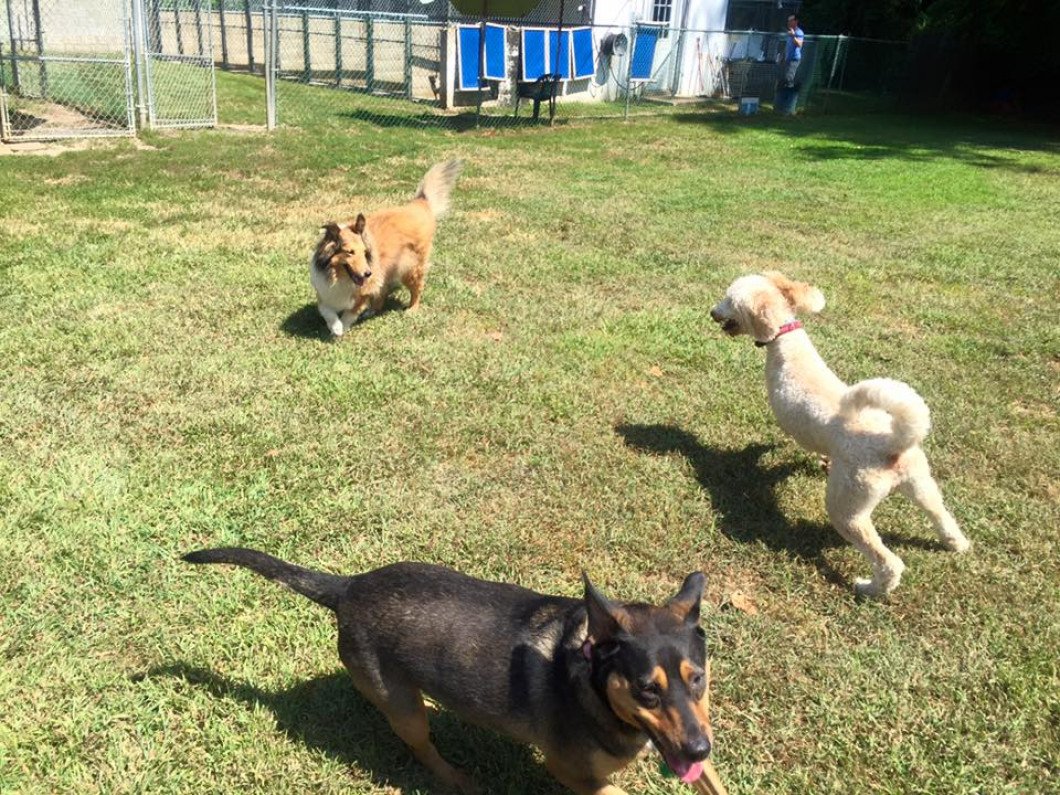 Dog Day Care, Puppy Boarding Middletown, NJ Bow Wow Bed and Bath