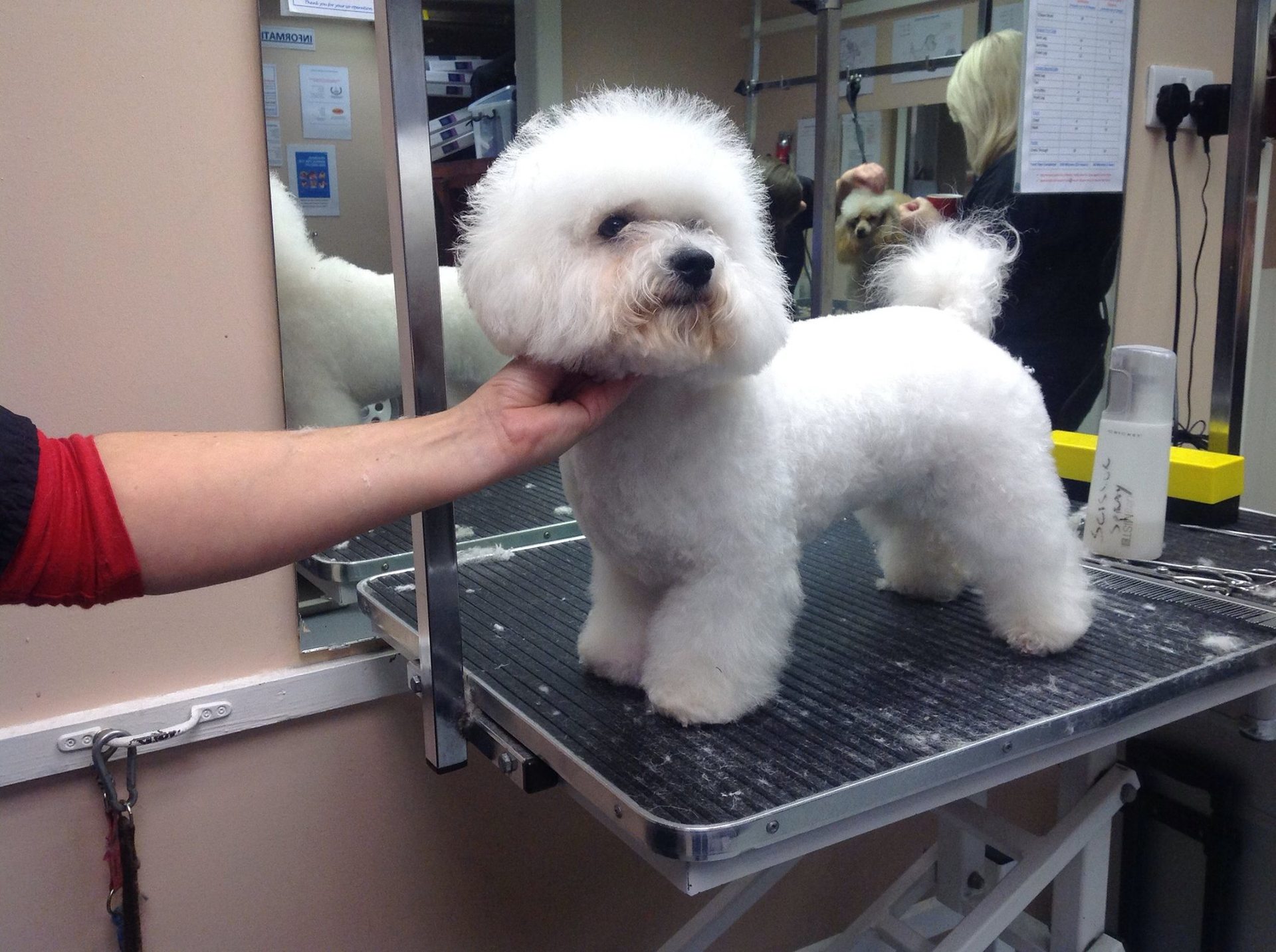 Dog baths and clipping services in Corby