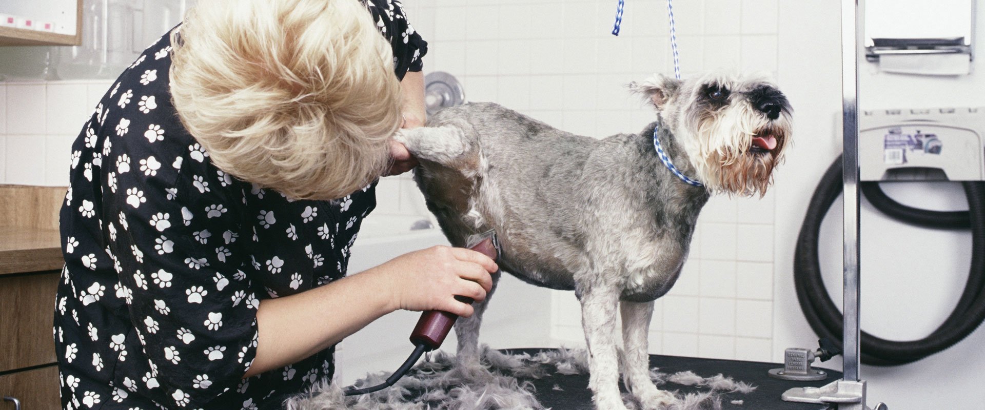 Experienced dog groomers at Corby Dog Grooming