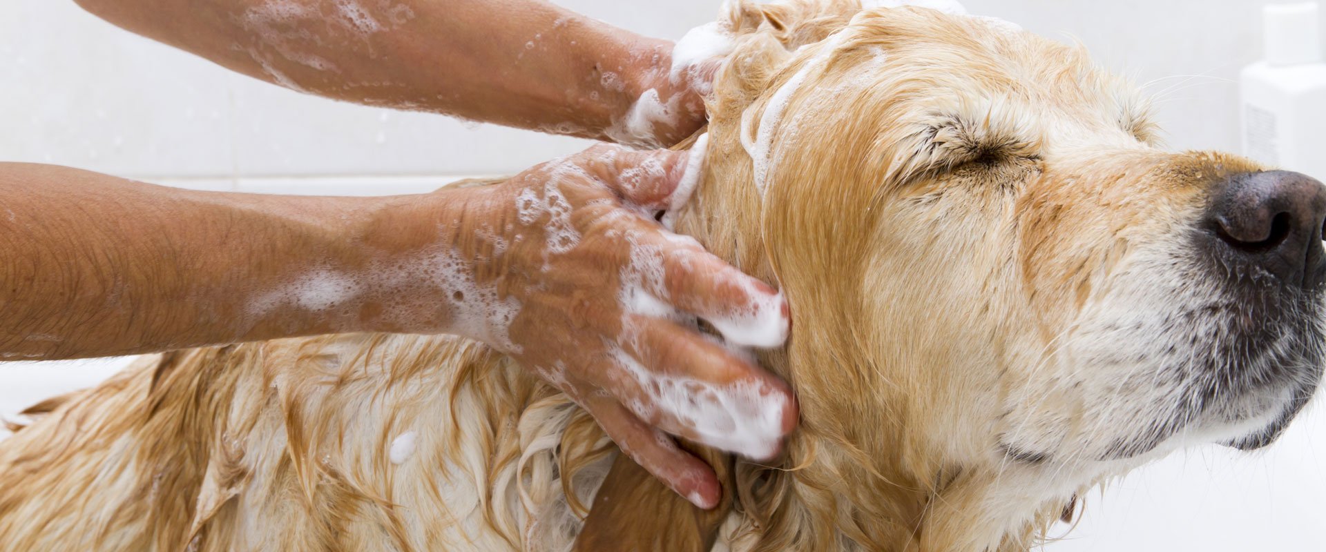 Experienced dog groomers at Corby Dog Grooming