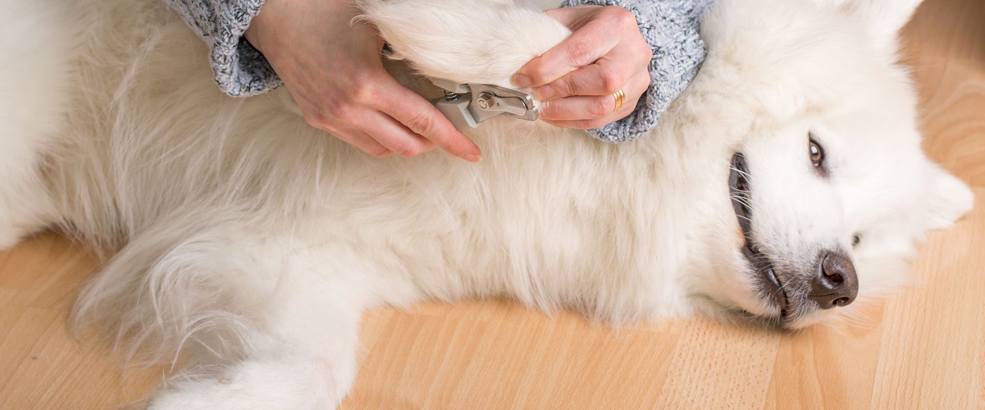 Experienced dog groomers at Corby Dog Grooming