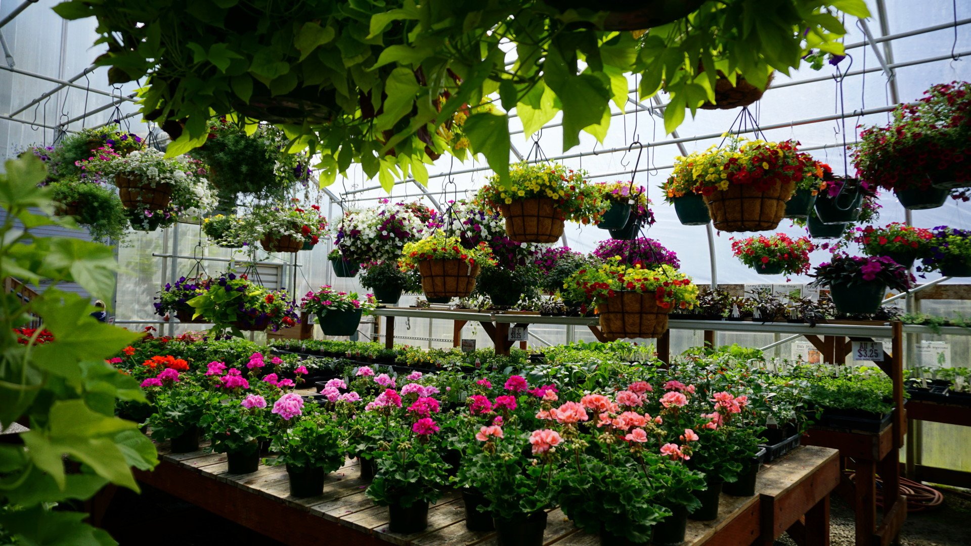 Spokane WA Smart Gardens Nursery Greenhouse