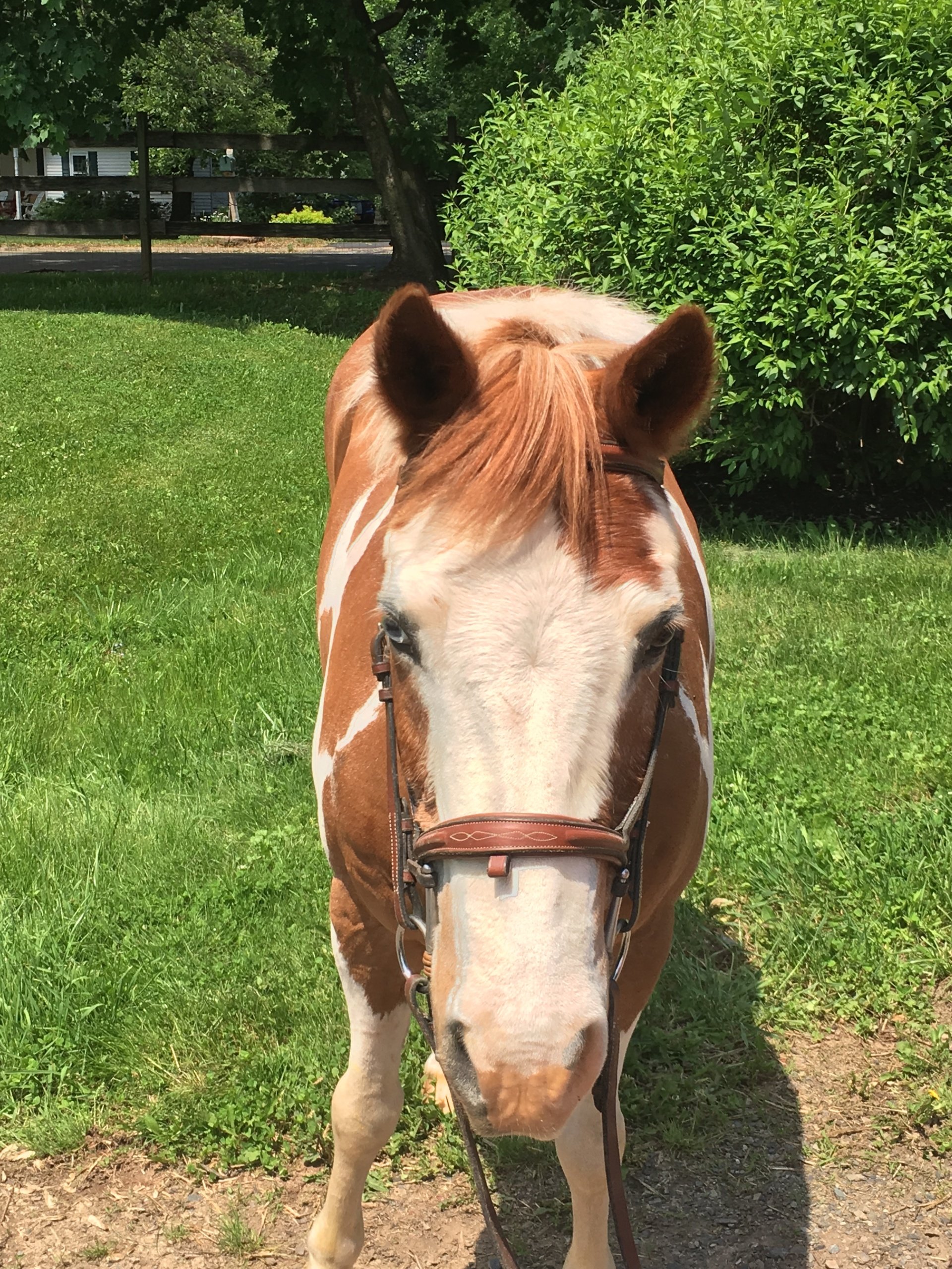 Private and group horseback riding lessons in Montgomery County, PA