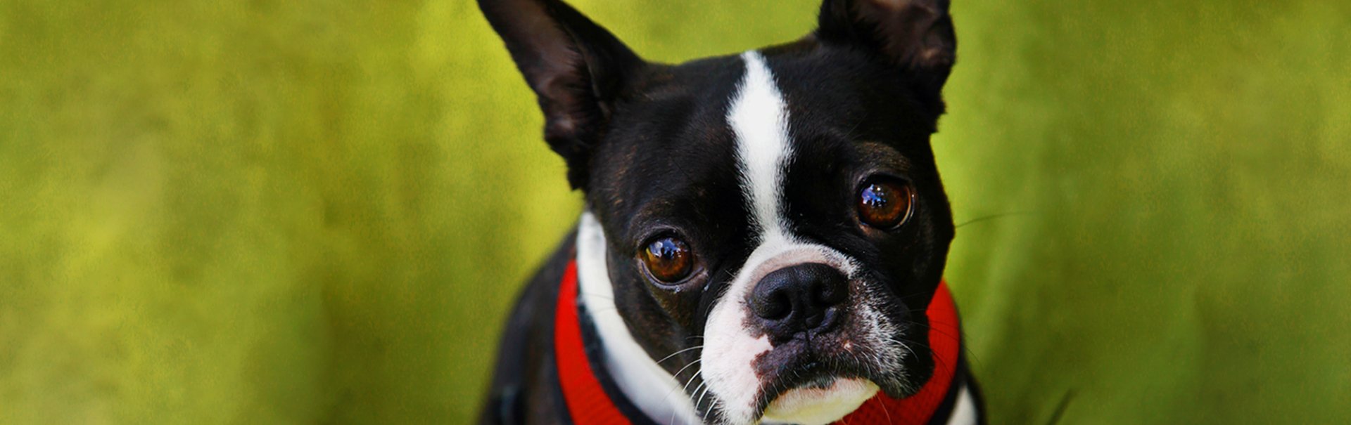 5 Great Reasons to Adopt a Shelter Dog