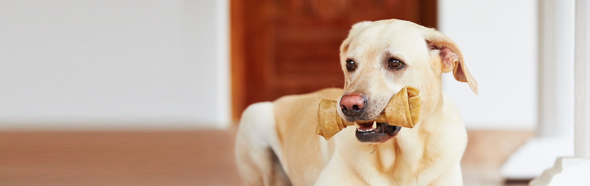 Pet Dental Health Care