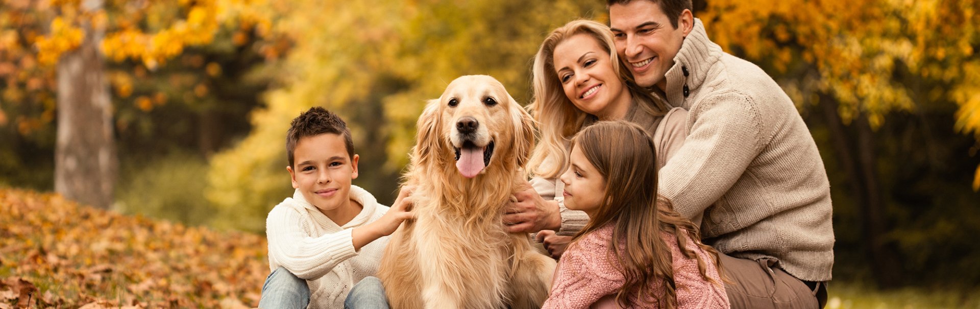 Autumn Care for Dogs