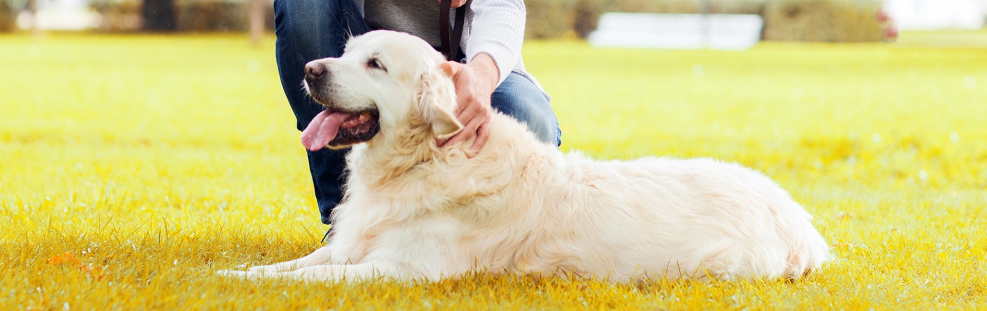 National Service Dog Month