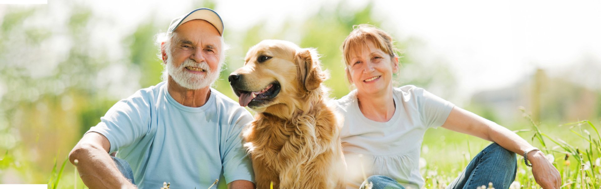 Helping a Senior Dog Settle In