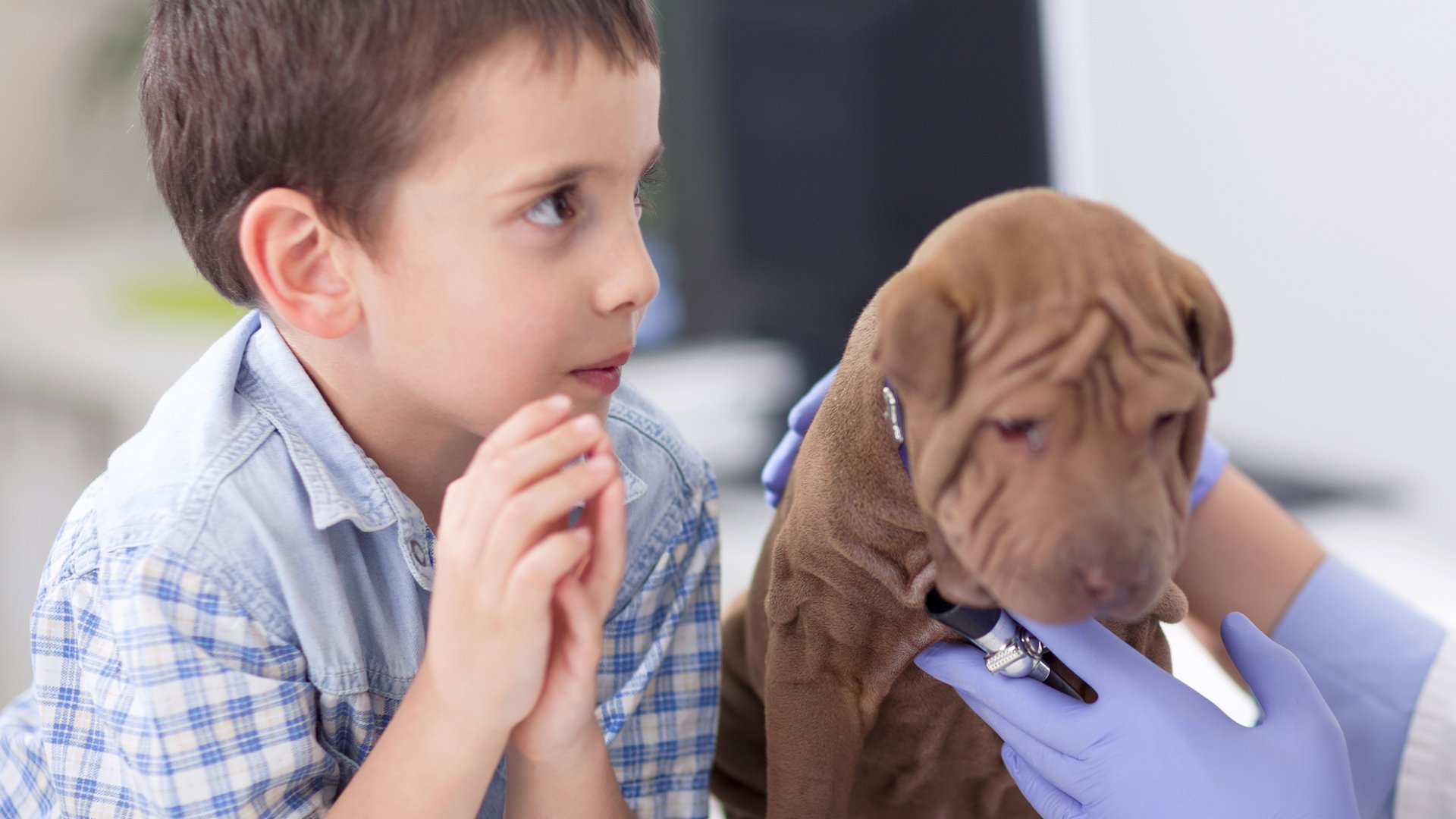 Services Arapahoe Animal Hospital