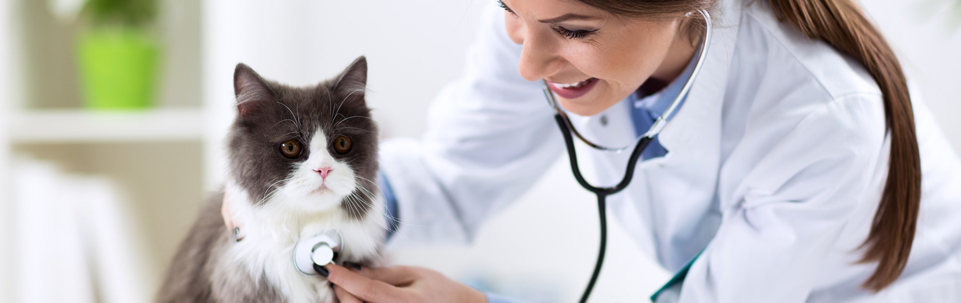 National Cat Health Month
