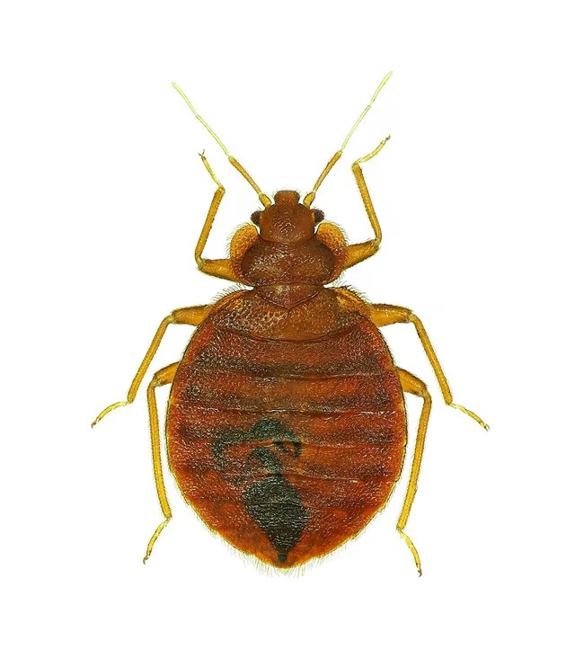 Bed Bug Treatment Englewood, OH AllPest Pest Control