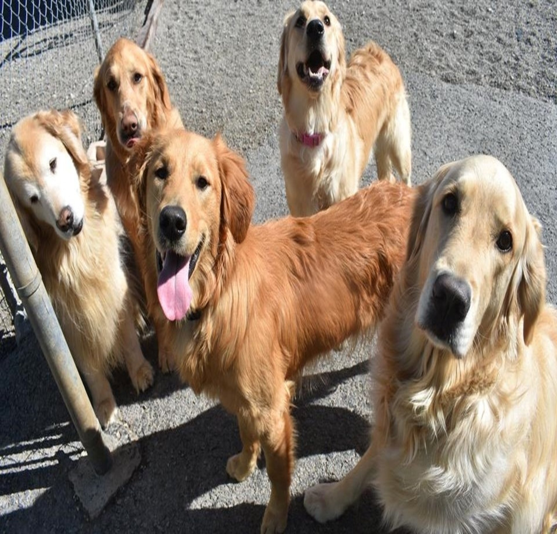 Dog Daycare Buffalo, NY Love Your Dog