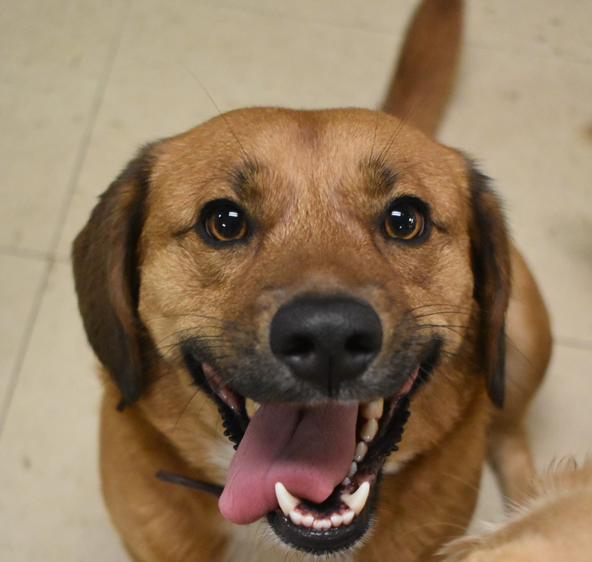 Dog Daycare Buffalo, NY Love Your Dog