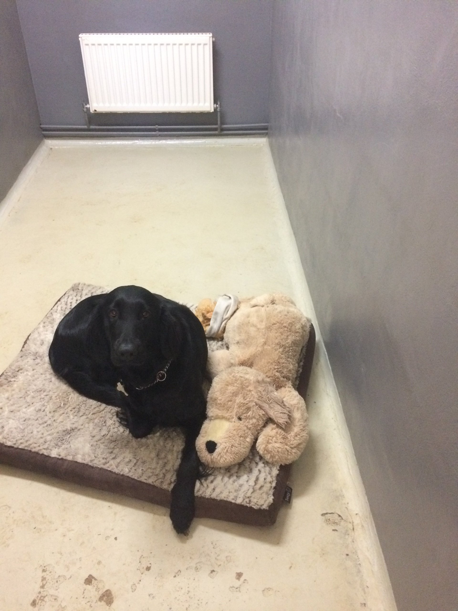 Dog boarding by Church Farm Kennels