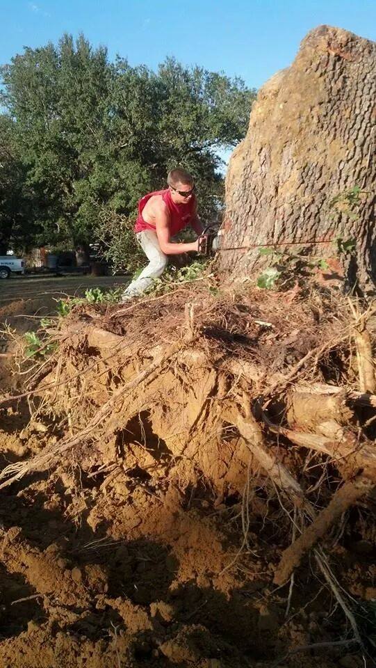 Economy Tree Service Pensacola FL