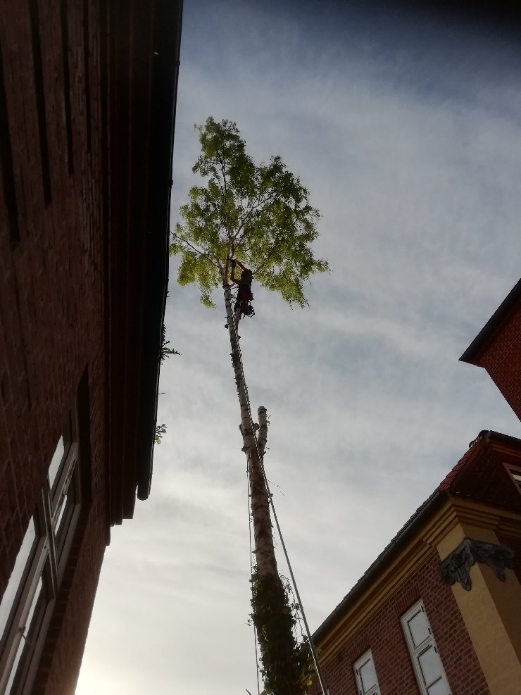 Flishugning i Midtjylland Træfældningsmanden