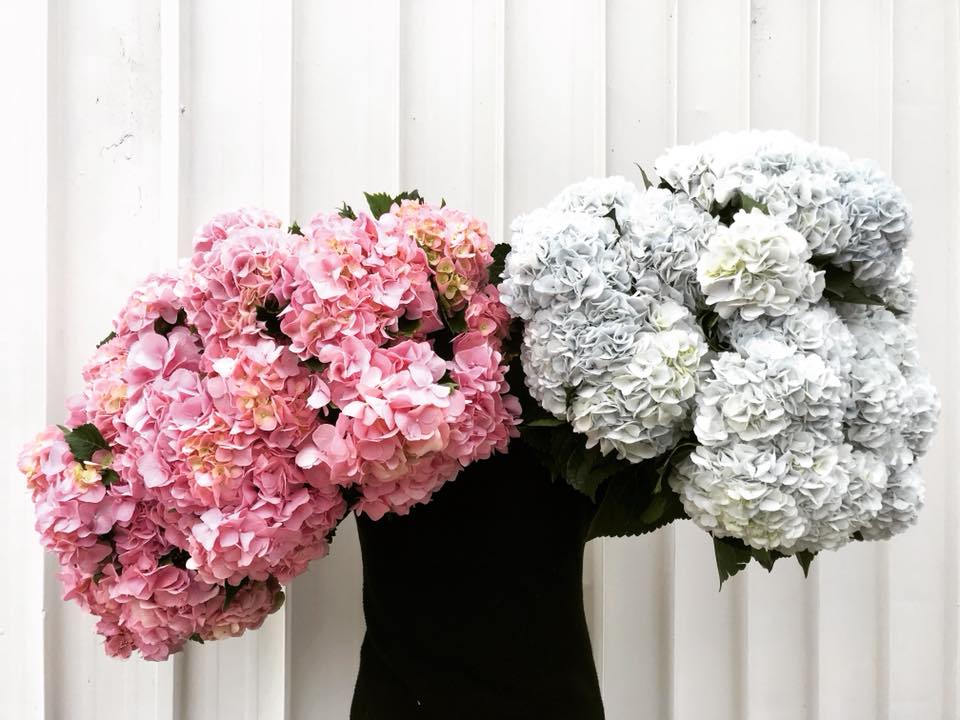 Flowers in Wollongong Bunches