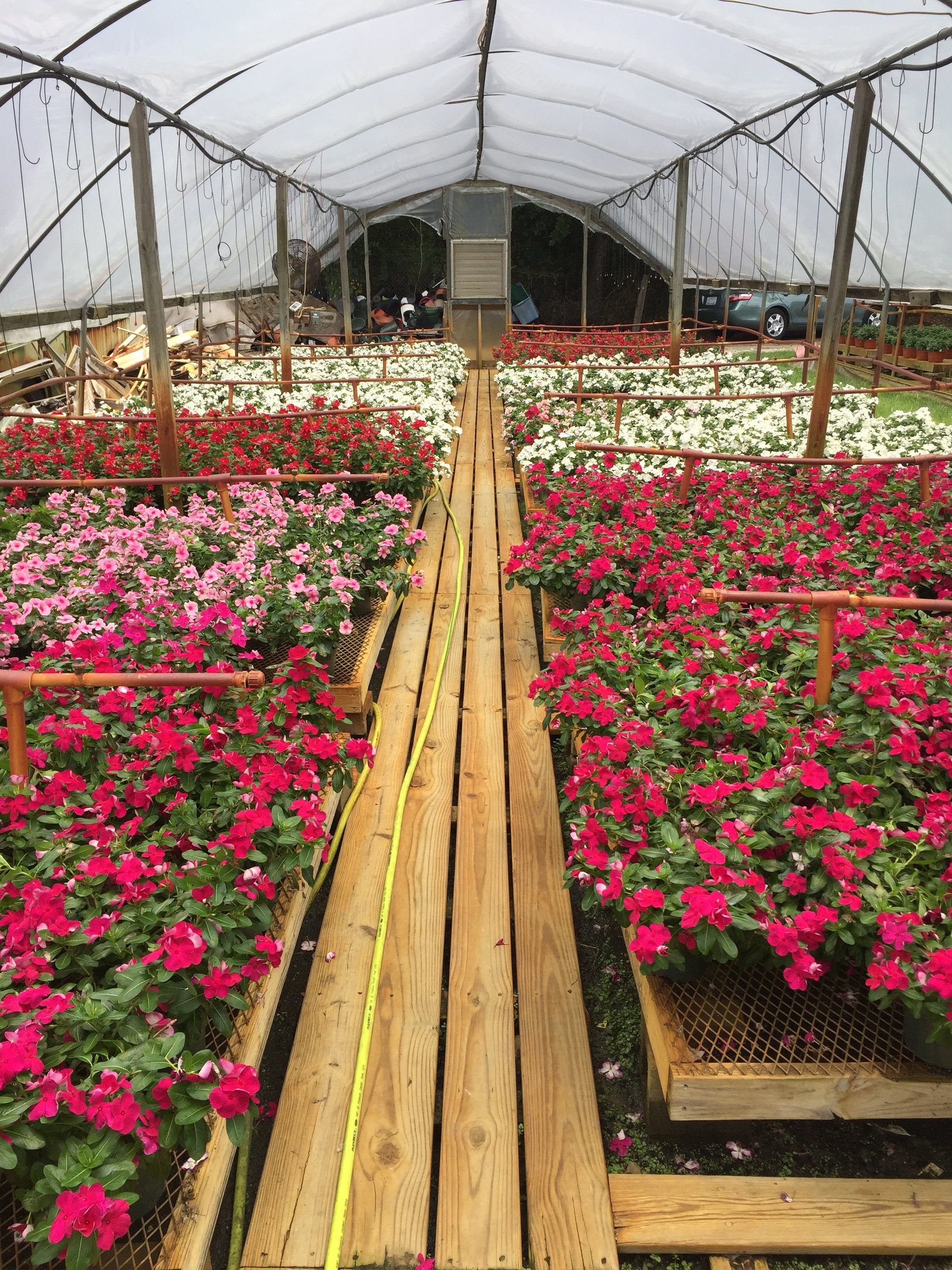 Garden Center serving Wilmington, NC House & Bedding Plants