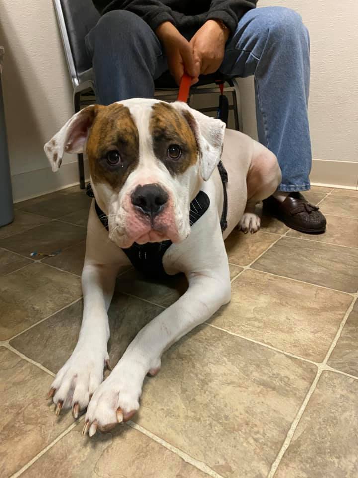 Pet Health Services Modesto, CA Coffee Road Veterinary