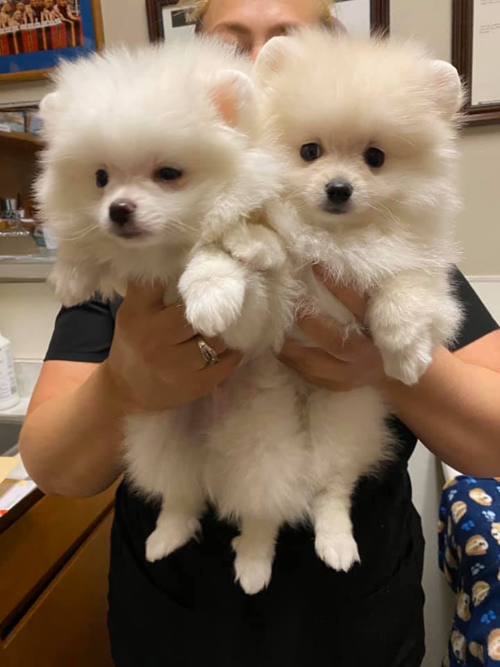 Pet Health Services Modesto, CA Coffee Road Veterinary