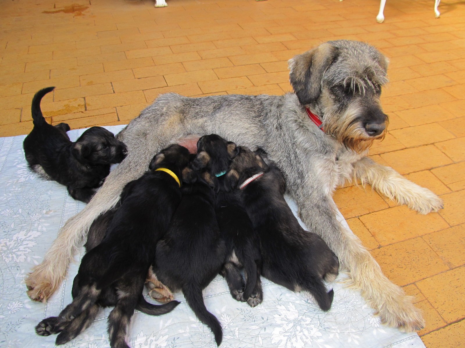 Scherzando Pepper and Salt Giant Schnauzers South Africa